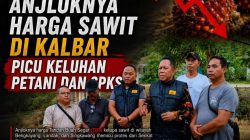 Anjloknya Harga Sawit di Kalbar Picu Keluhan Petani dan SPKS