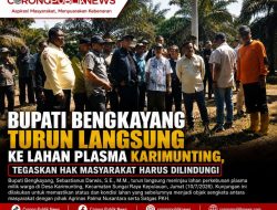 Bupati Bengkayang Turun Langsung ke Lahan Plasma Karimunting, Tegaskan Hak Masyarakat Harus Dilindungi